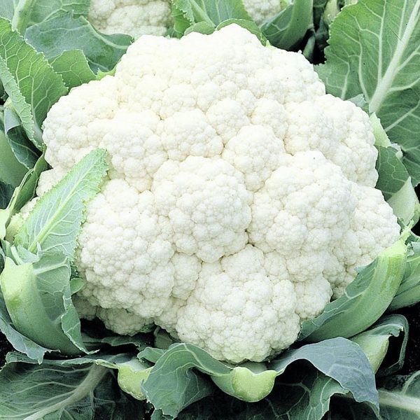 Blomkål